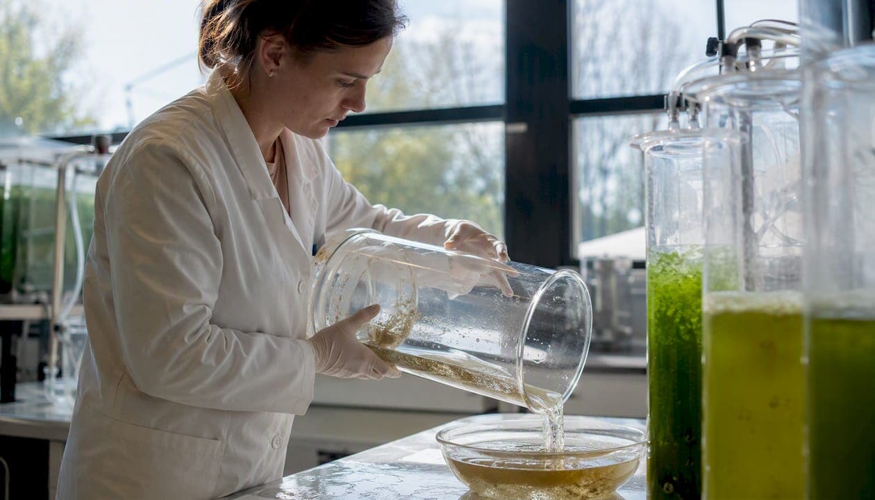 Dunaliella Algae Benefits for Artemia Enrichment
