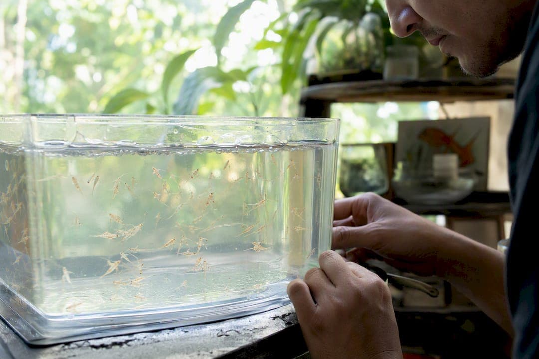 Brine Shrimp Disease Risk: What Hobbyists Should Know