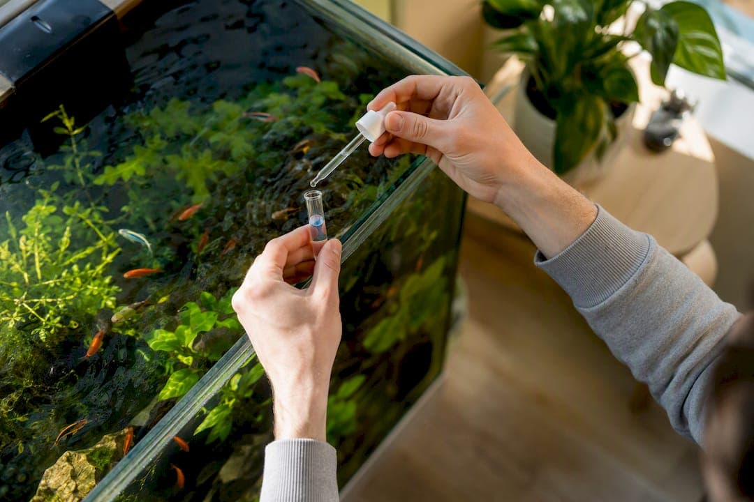 Ornamental Fish Health Improvement Tips That Work Right Now