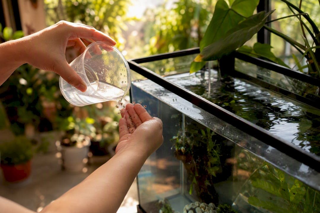 Brine Shrimp Meal Uses: A Feed Guide for Fish and Fry