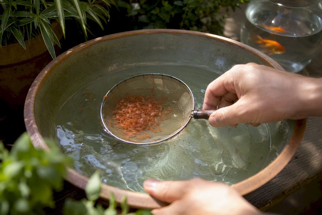 Can Goldfish Eat Brine Shrimp Safely?