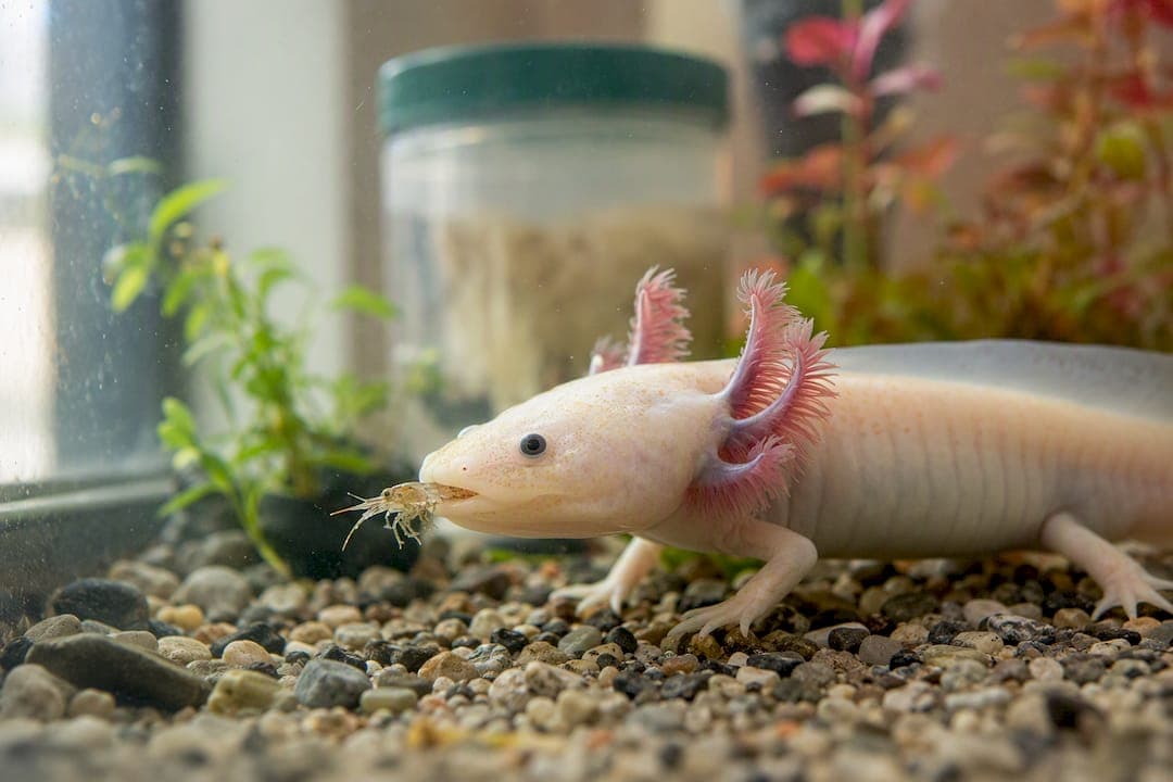 When to Feed Axolotls Brine Shrimp (And When Not To)
