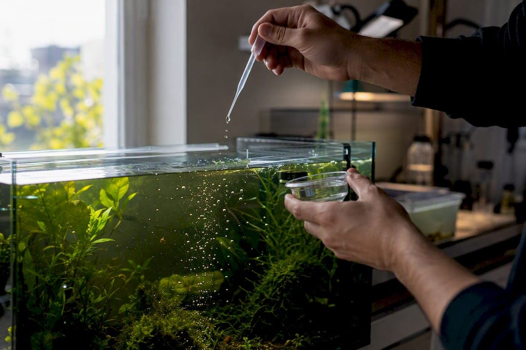 Microalgae Fed Artemia: 6 Steps to Consistent Nutrition for Aquarists