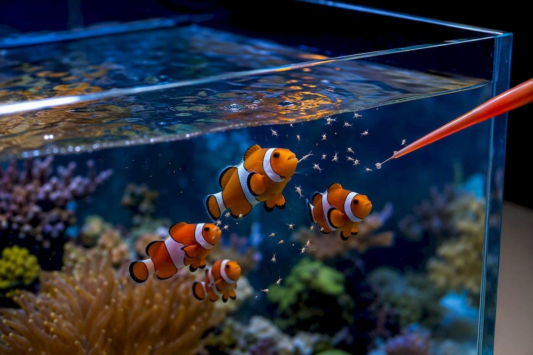 12–24 Hour Rule for Clownfish Brine Shrimp Feeding