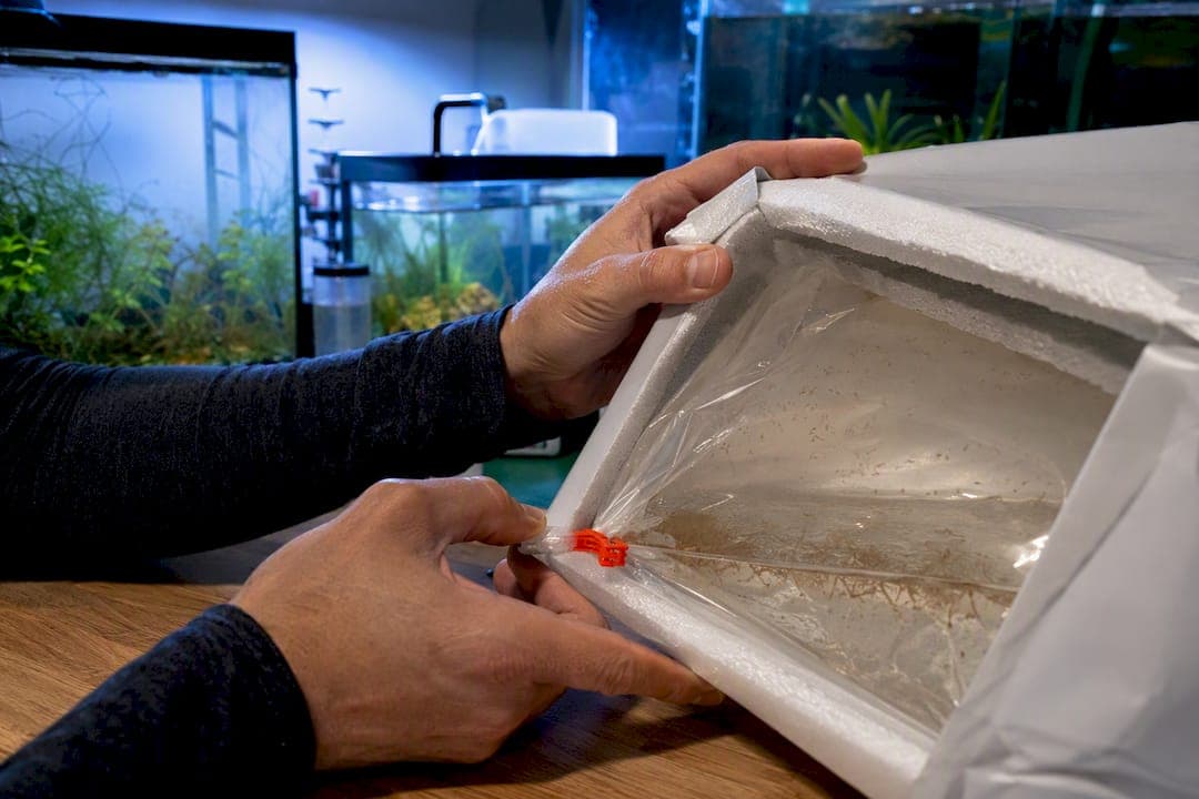 Hobbyists: First Half Hour Triage for Brine Shrimp Dead on Arrival