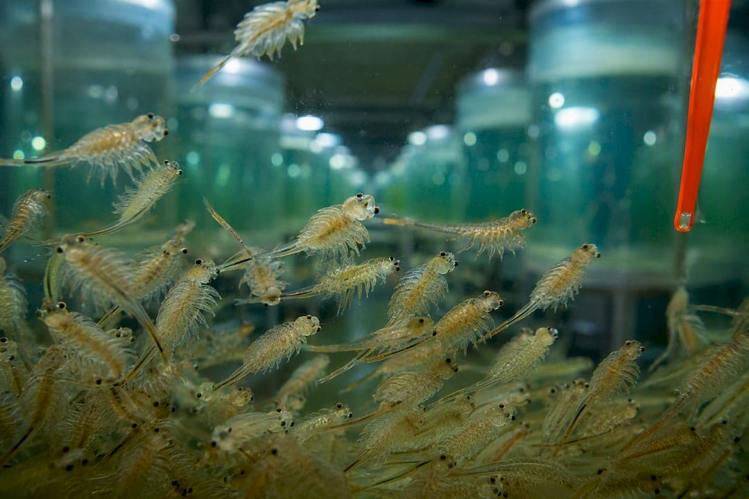 40% Protein Target: Why Farmed Brine Shrimp Fed on Microalgae Pay Off