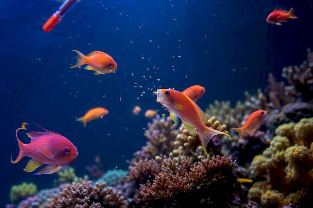 22 Hour Harvest: Brine Shrimp Protocol for Anthias Hobbyists