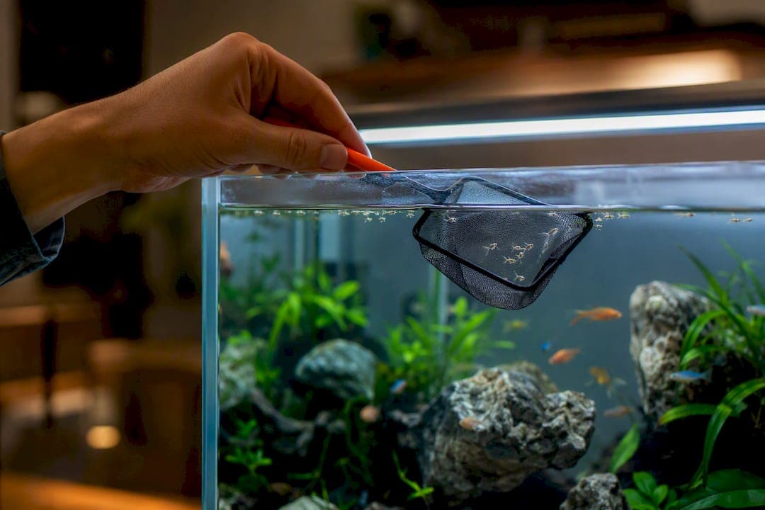 Stop Ammonia Spikes: 5 Steps to Remove Uneaten Brine Shrimp, Aquarists